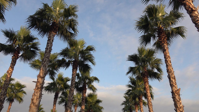 palm trees on blue sky background.