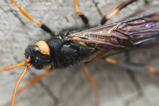 Wood wasp (Uroceras gigas) on post on top of 3 Brethern, Selkirk