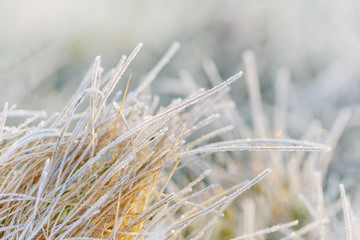 Fototapeta premium Frozen morning grass. Winter scenic.