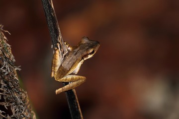 Dark-eared Tree Frog (Polypedates macrotis) in Borneo, Malaysia - クロミミシロアゴガエル