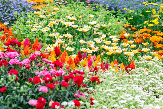 Pretty Manicured Flower Garden With Colorful Azaleas.