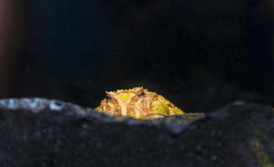 A baby ornate horned frog is hiding in some stone.