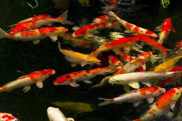 Carps Fish or carps swim in Pond, Movement of Swimming and Space, vivid Color , Selective Focus,Girl feeding milk for carps.