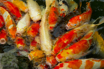 Carps Fish or Koi Swim in Pond, Movement of Swimming and Space, vivid Color , Selective Focus