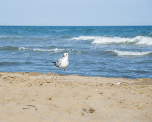 Seagull on the coast of Mediterranean sea, Tarragona