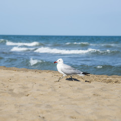 Seagull on the coast of Mediterranean sea, Tarragona