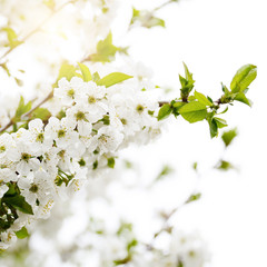 Obraz premium Blooming twig of fruit tree in the garden