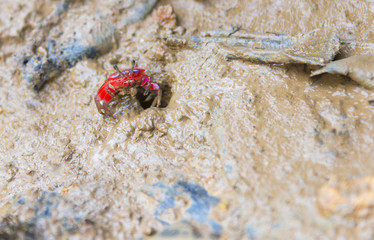 wildlife concept, Red crab plays mangrove.