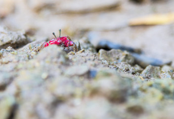 wildlife concept, Red crab plays mangrove.