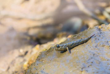 Mudskipper fish walking on the mud, Oxudercinae