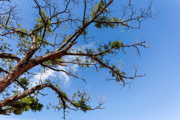 trees and sky