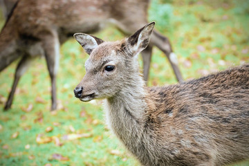 junges Reh auf der Wiese