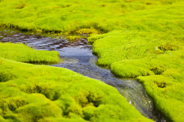 Iceland Small River Stream with green moss