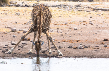 Naklejka premium Giraffe am Wasserloch