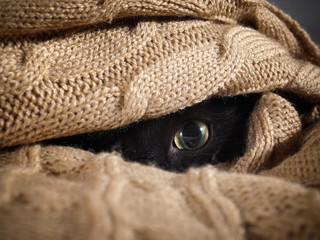 Cat eyes looks out from under knitted blanket