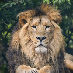 Fototapeta na wymiar Beautiful portrait of Asiatic Lion Panthera Leo Persica