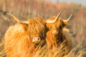 Two scottish highland cows staring straight ahead