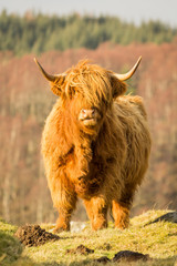 A scottish highland cow posing for the camera