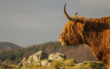 A highland cow in the scottish highlands seen in profile