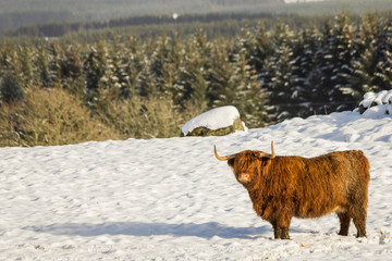 A scottish highland cow standing in the snow with woodland behind