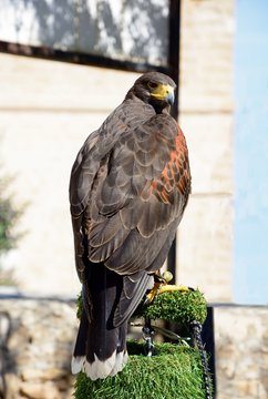 View of a captive Harris Hawk on a perch, Malta.