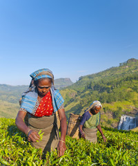 Tea pickers at a plantation in Sri Lanka © Rawpixel.com