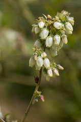 Blueberry flowers (vaccinium spp)