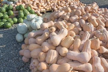 Ripe pumpkins and watermelon at farmer market in Georgia. pumpkin and watermelon harvest in autumn season