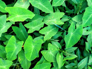 Top view background by green leaves and grass texture on the ground, Green grass on the garden