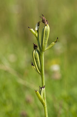 Bee orchid seed heads (Ophrys apifera)