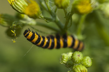 Cinnabar caterpillar(tyria jacobaeae) feeding on Ragwort (senecio jacobaea)