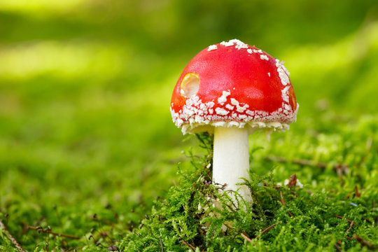 Young Fly agaric mushroom in the sunny autumn forest
