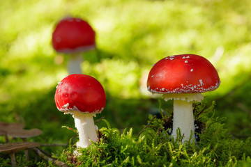 Young Fly agaric mushrooms in the sunny autumn forest