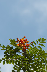 Rowan tree (Sorbus aucuparia) branch with red berries on it