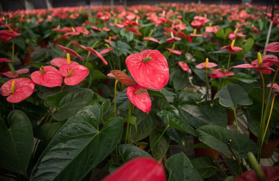 Anthurium Andraeanum Linden