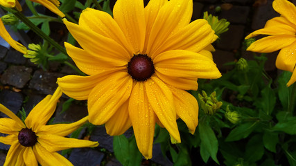 Mit Wassertropfen benetzte Sonnenblume