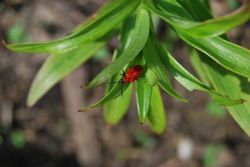 Lilienhähnchen (Lilioceris lilii) auf junger Lilie