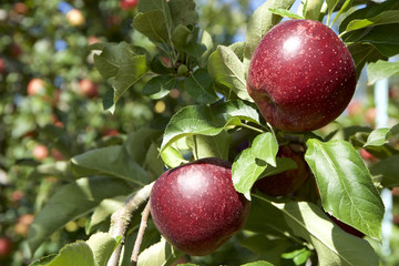 果樹園のりんご秋映（あきばえ）