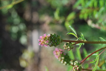 Blütenknospen Pimpernelle, Kleiner Wiesenknopf (Sanguisorba minor)
