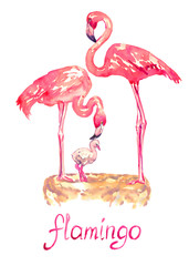 Pink flamingos standing on nest with nestling, isolated hand painted watercolor illustration with handwritten inscription © ArtoPhotoDesigno
