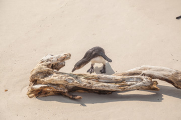 Pinguin in Südafrika