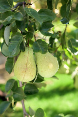 Pear tree