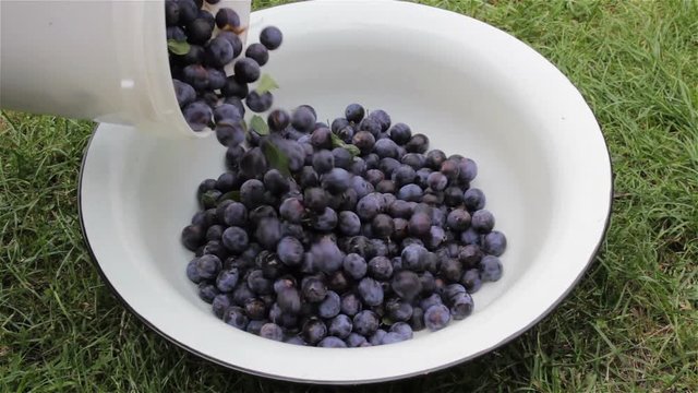 plum bowl/Pouring out the fruit of the bucket of drain blue in a bowl deep