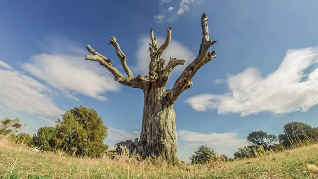 Timelapse of dry juniper tree