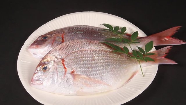 小鯛