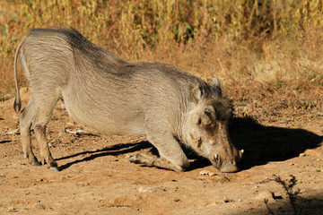 A warthog (Phacochoerus africanus) feeding in natural habitat, South Africa.