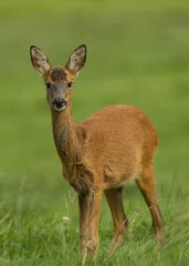 Fotobehang Ree Curious roe deer  © Espen