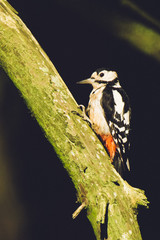 Great spotted woodpecker in the forest