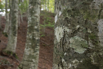 ブナの木の表面
