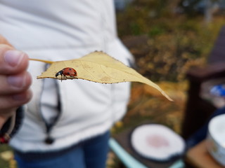 Божья коровка